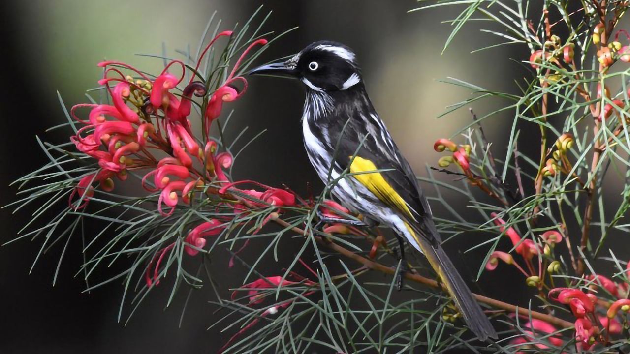 Songbirds Can Taste Sugar After All