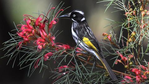 Songbirds Can Taste Sugar After All