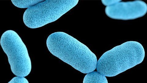Bacterial Enzyme Blueprint Helps Drug Designers Discover Ways To Fight Infection