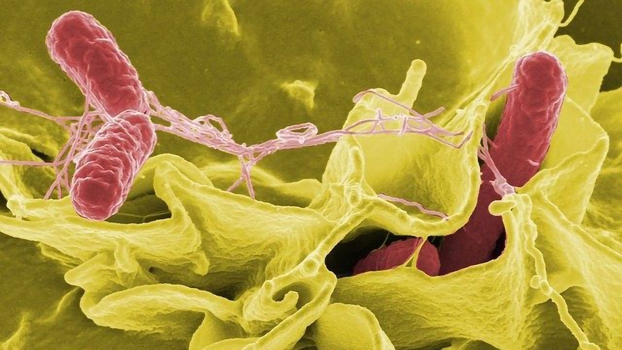 Getting Inside Salmonella's Survival Strategies