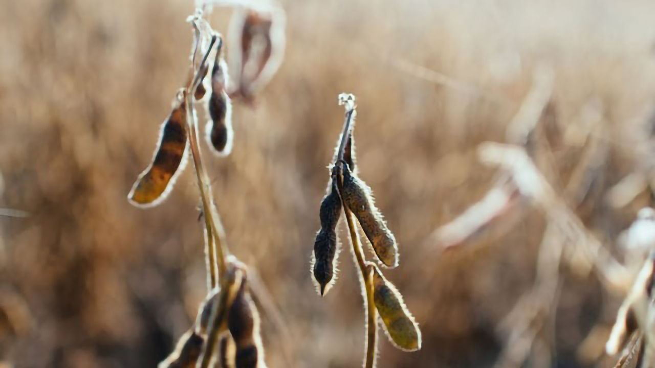Negative Impact of Climate Change on Plant Roots