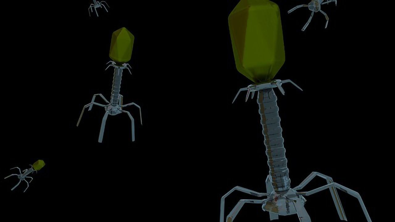 Watching a Virus Expand Inside a Bacterium Offers New Perspective on Virus Adaptability