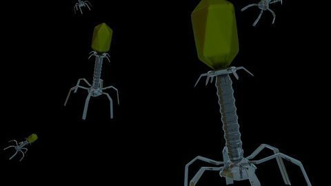 Watching a Virus Expand Inside a Bacterium Offers New Perspective on Virus Adaptability