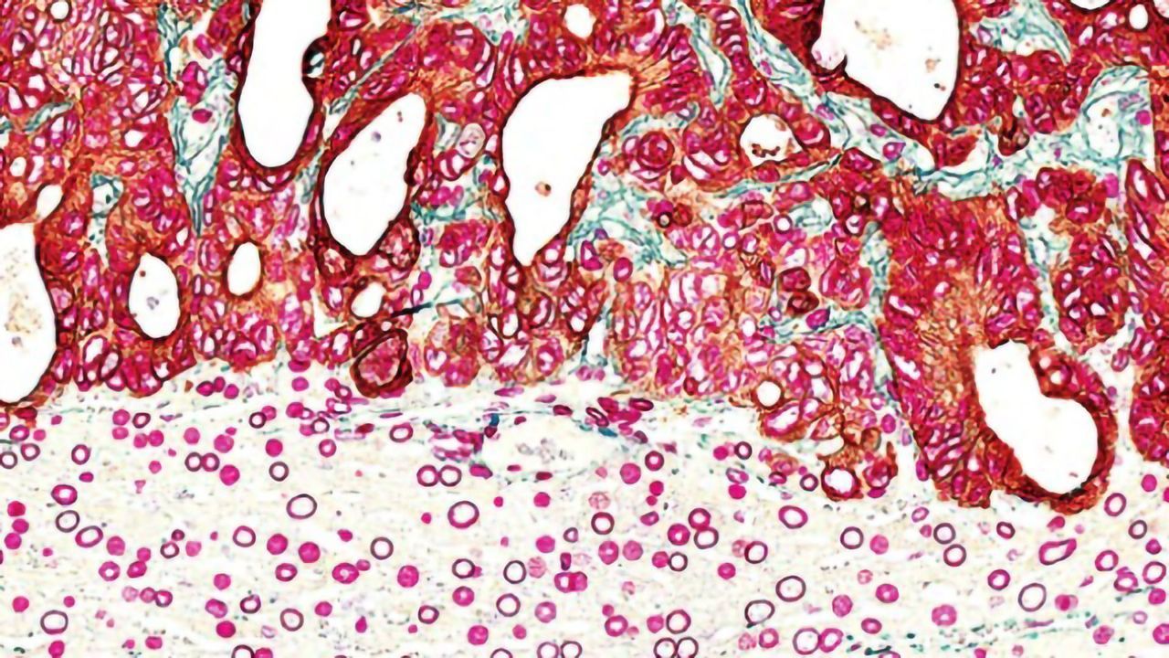 Immunohistochemistry Guide