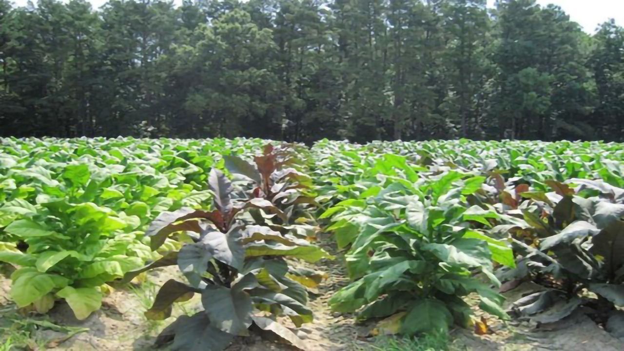 New Method Alters Tobacco Plant Metabolism and Reduces Carcinogens
