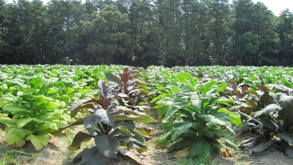 New Method Alters Tobacco Plant Metabolism and Reduces Carcinogens content piece image