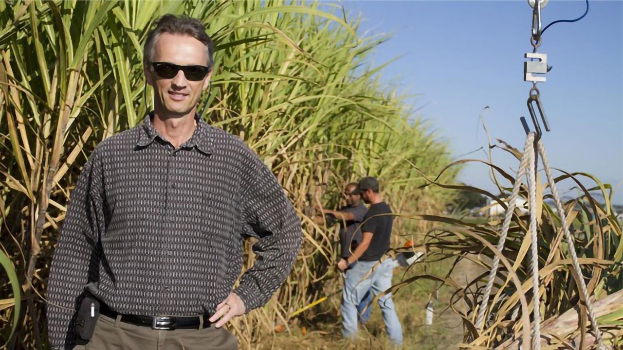 First Breeding of Sugar Cane Using CRISPR/Cas9
