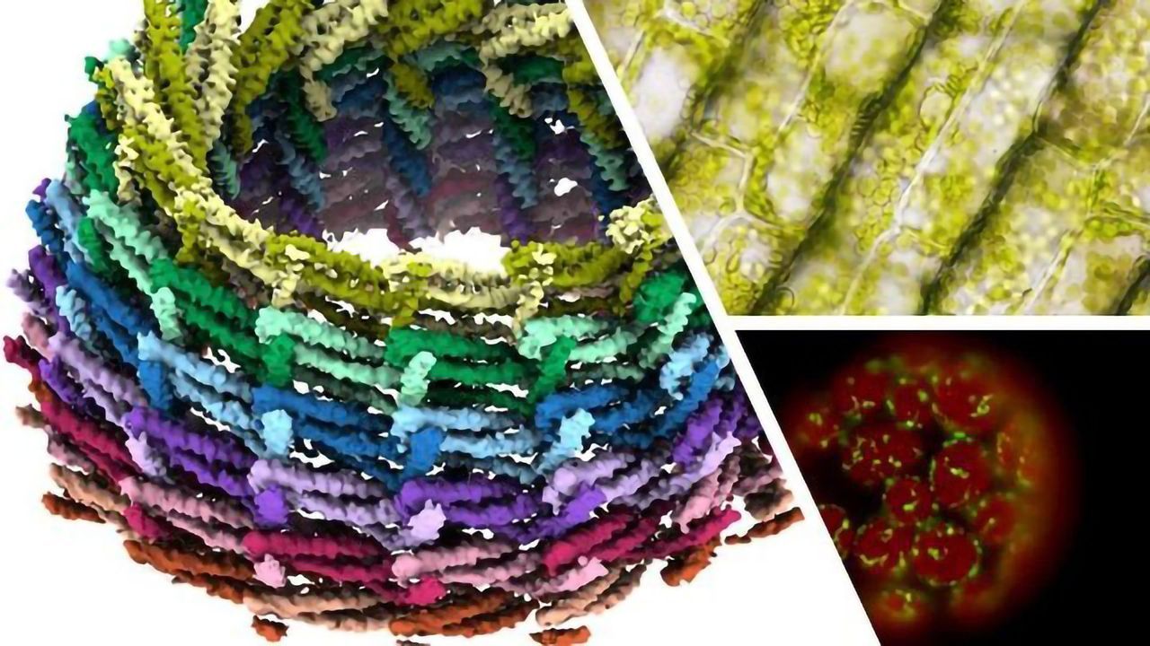 Key Protein in Photosynthesis Is Visualized