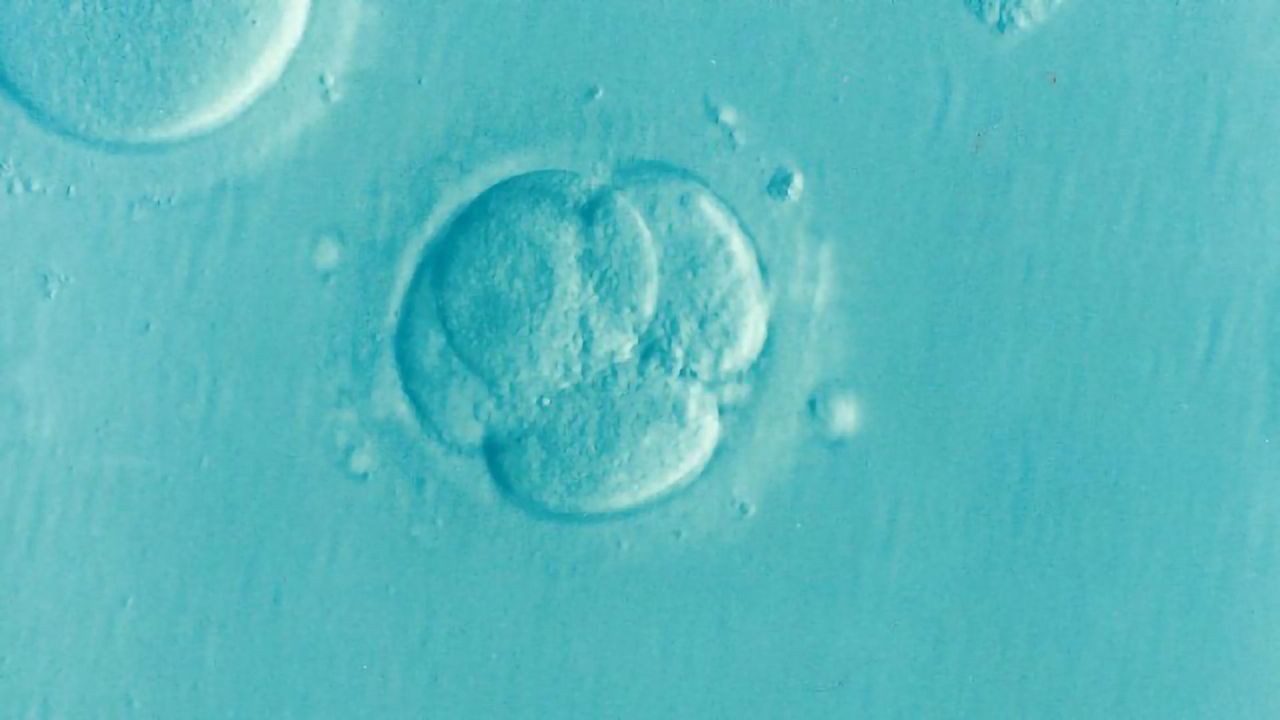 New Insights Into the Journey of Eggs and Embryos in the Fallopian Tube