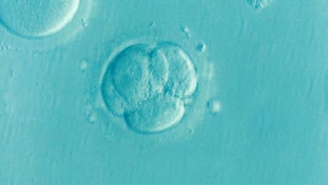 New Insights Into the Journey of Eggs and Embryos in the Fallopian Tube