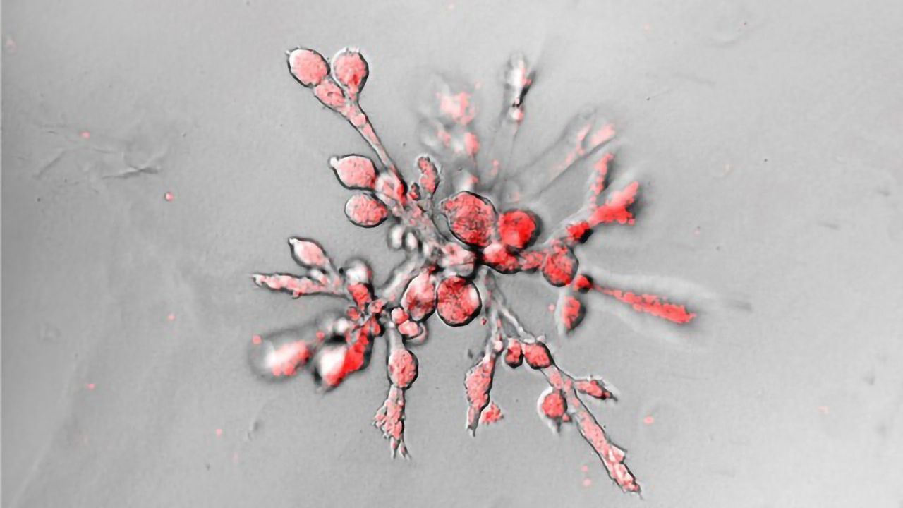 Mechanical Stimuli Influence Organ Growth