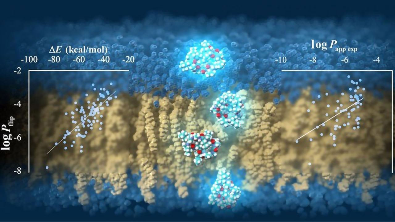 Simulations Reveal How Cyclic Peptides Diffuse Into Cells