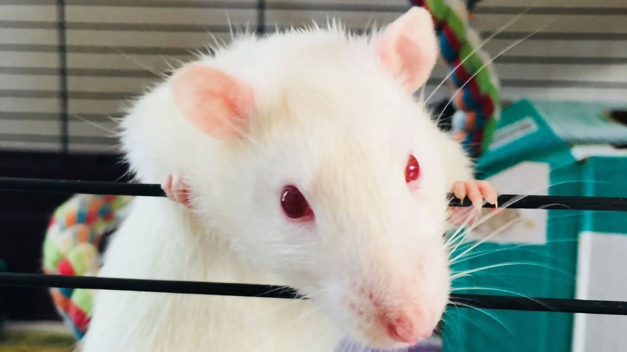 Empathy Study Shows Rats Prefer Helping Their Friends Over Strangers