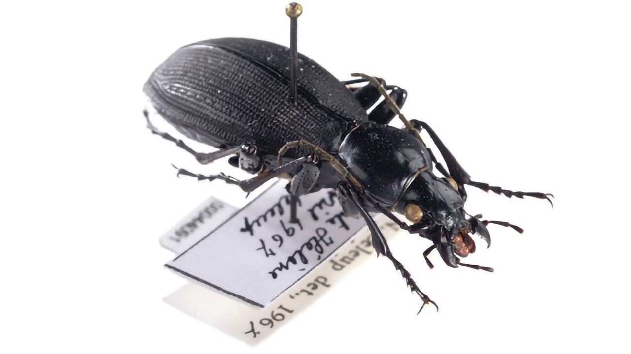 Analyzing DNA From Museum Specimens Reveals Evolutionary History