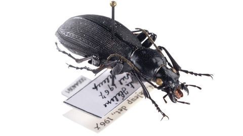 Analyzing DNA From Museum Specimens Reveals Evolutionary History