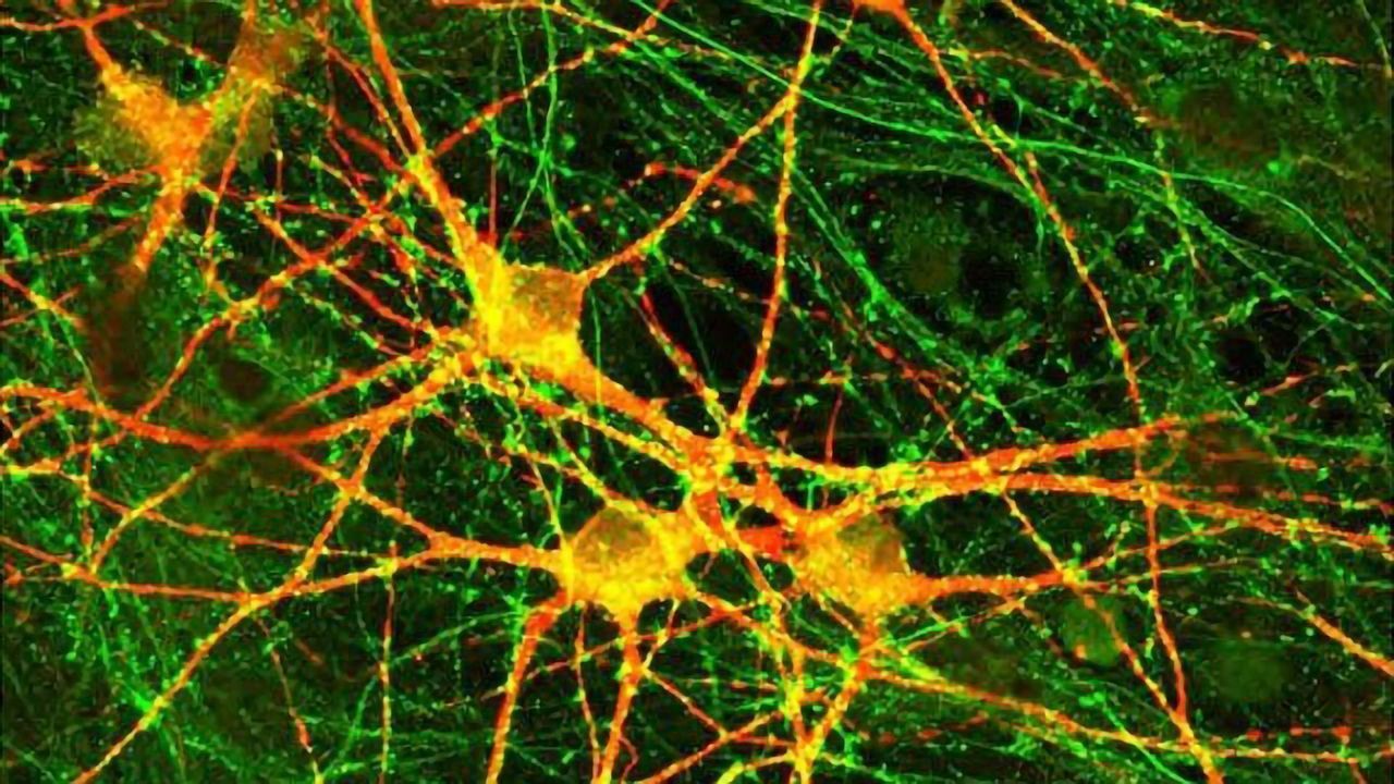 Schizophrenia-Linked Mutation Changes Brain Signaling
