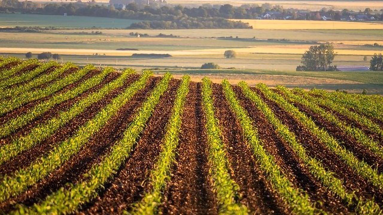 Seaweed Extract Could Be Coming to a Field Near You