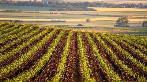 Seaweed Extract Could Be Coming to a Field Near You