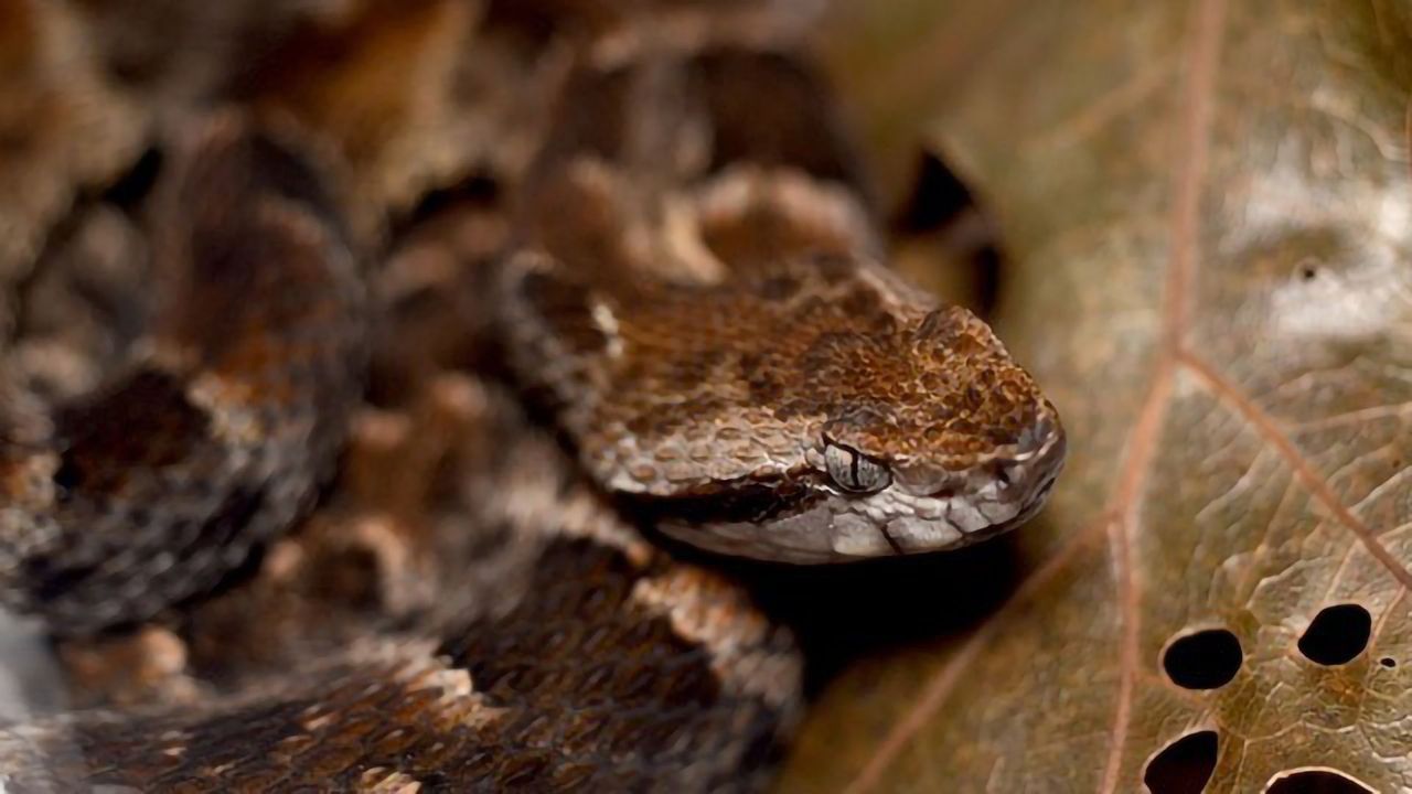 Snake-Derived “Super Glue” Stops Bleeding in Seconds
