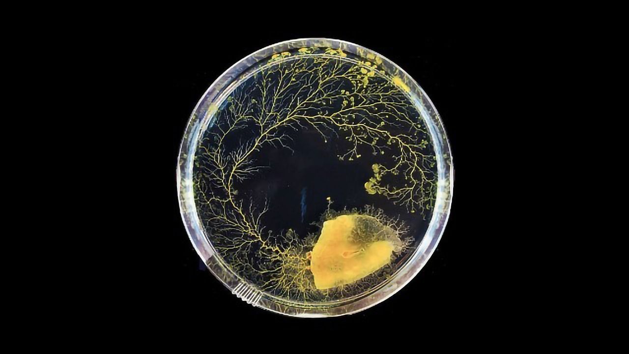 This Is How a Slime Mold Thinks Without a Brain