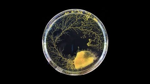 This Is How a Slime Mold Thinks Without a Brain