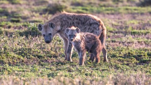 High-Ranking Hyena Moms Pass on Their Privilege to Their Offspring