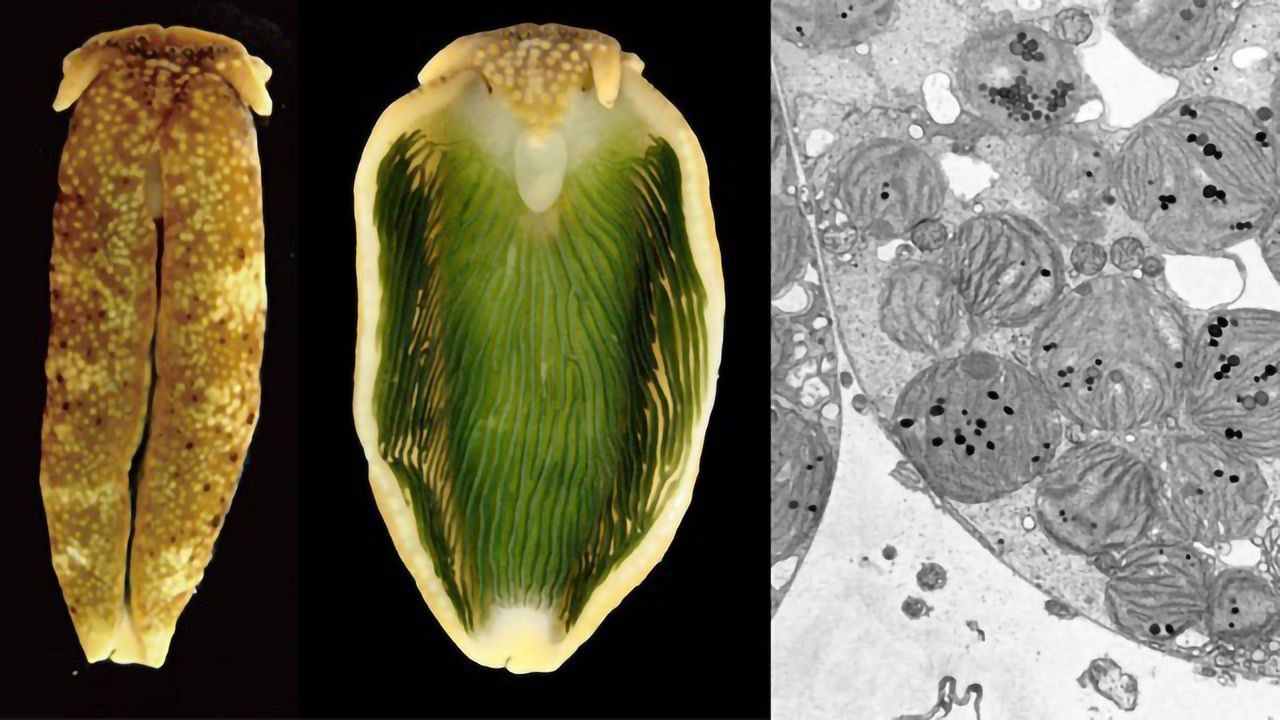 Genome of Photosynthetic Animals Decoded