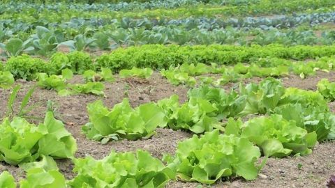 Secret to Bacterial Nitrate Production Finally Revealed