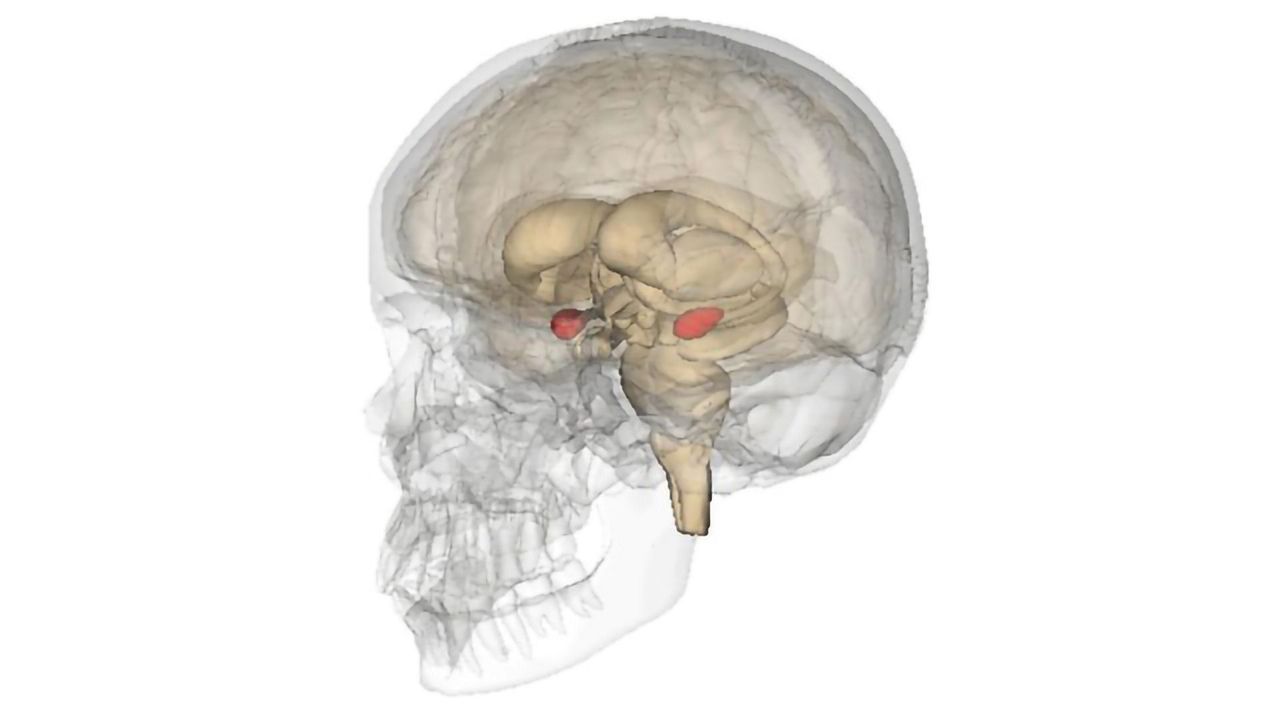 Exploring How Fear Is Regulated in the Brain