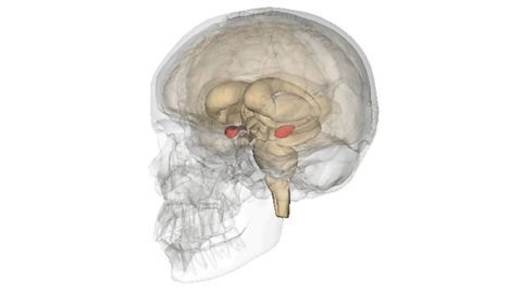 Exploring How Fear Is Regulated in the Brain