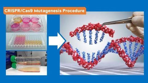 Cell Models Created That Mimic Mitochondrial Disease