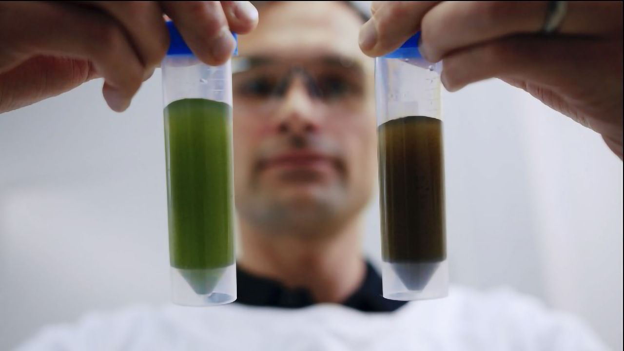 Speaking Algae: Tapping the Ancient Power of Microalgae Using Synthetic Biology