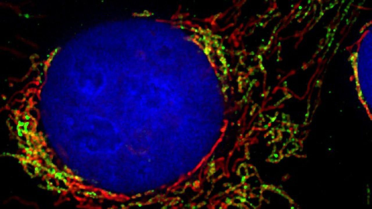How Cells Control Mitochondria