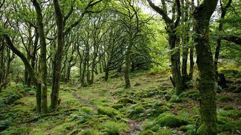 Living Near Woodlands Is Good for Children's Mental Health