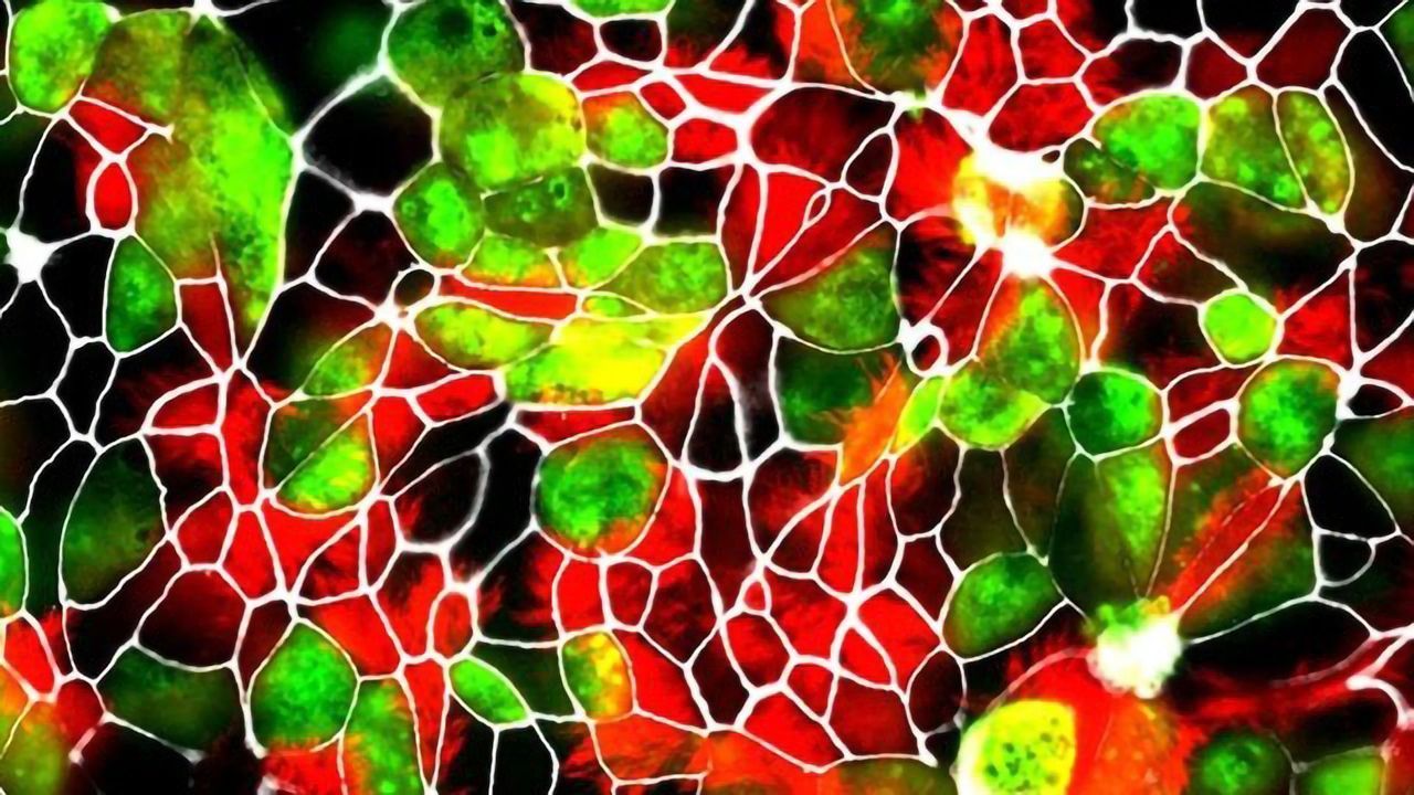 Building an <i>In Vitro</i> Zoo To Investigate SARS-CoV-2 Susceptibility