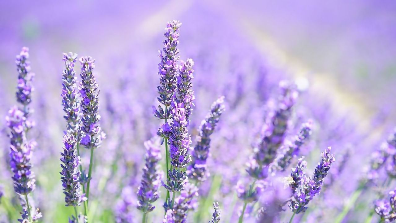 Exploring Olfaction To Optimize Flavor