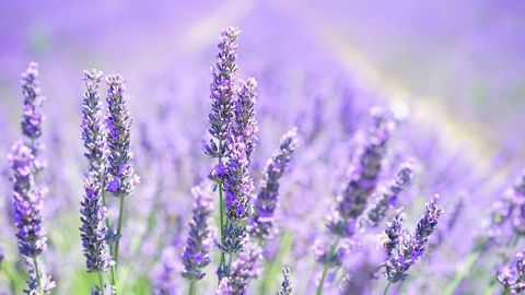 Exploring Olfaction To Optimize Flavor