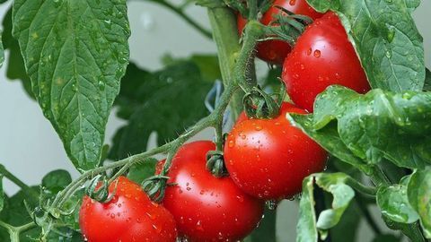 Tomatoes Transmit Electrical Warnings To Rest of Plant When Under Attack