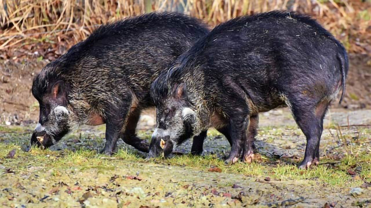 The Climate Impact Of Wild Pigs Greater Than A Million Cars