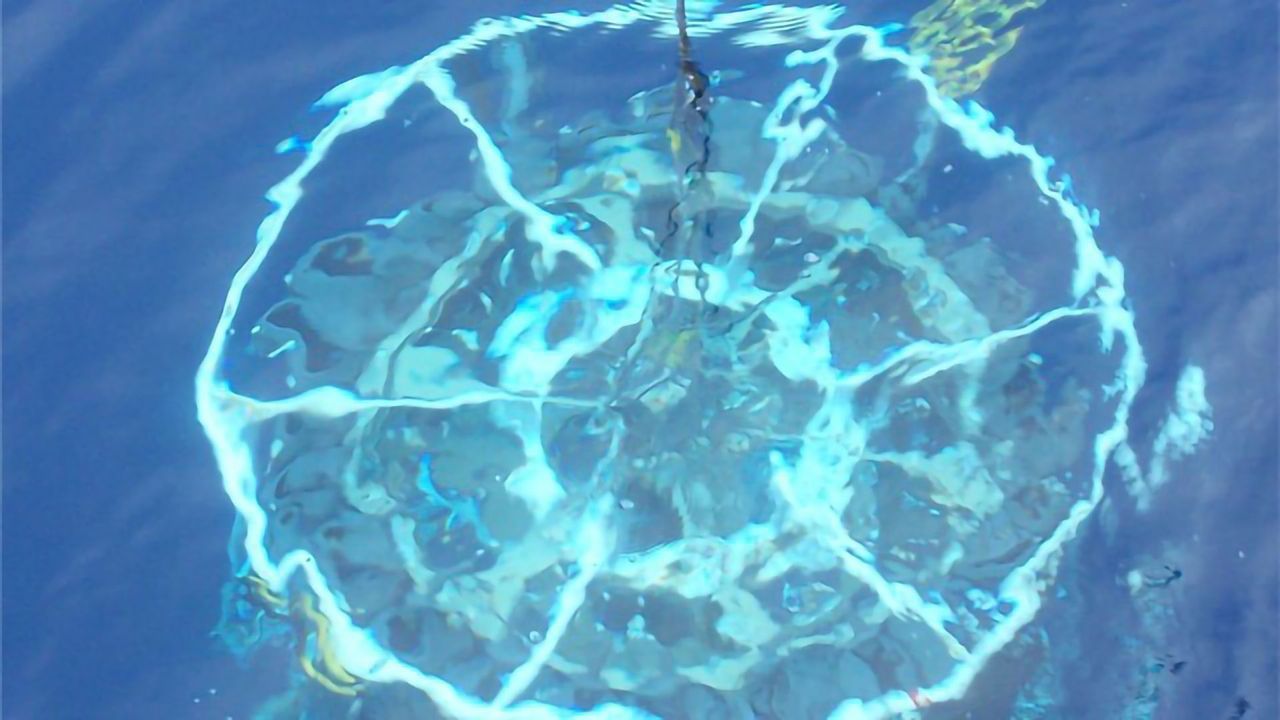 Tiny Organisms Shed Big Light on Ocean Nutrients