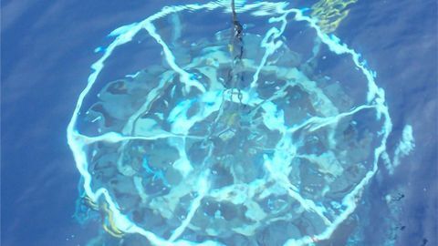 Tiny Organisms Shed Big Light on Ocean Nutrients