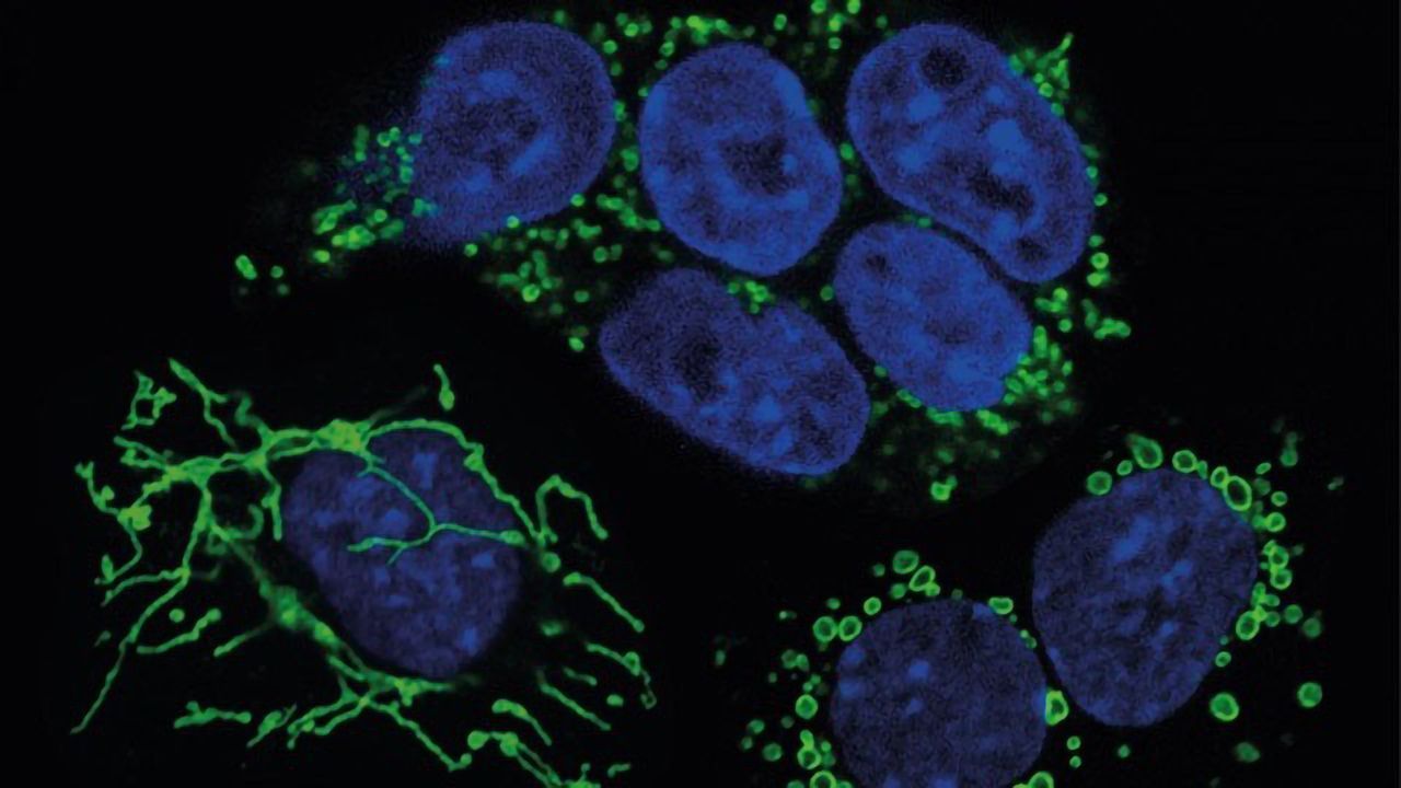 Secrets of Cell Competition Revealed