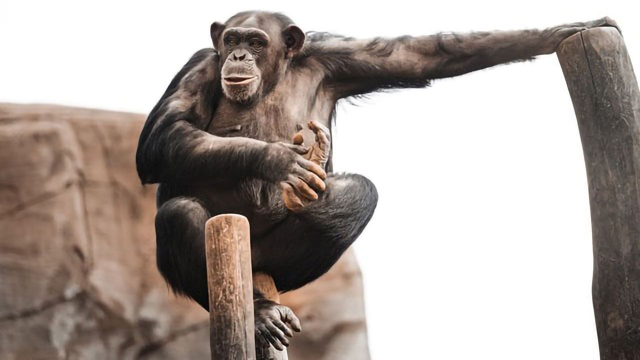 Team Tests Primates’ Ability To Solve Stone Tool Problems