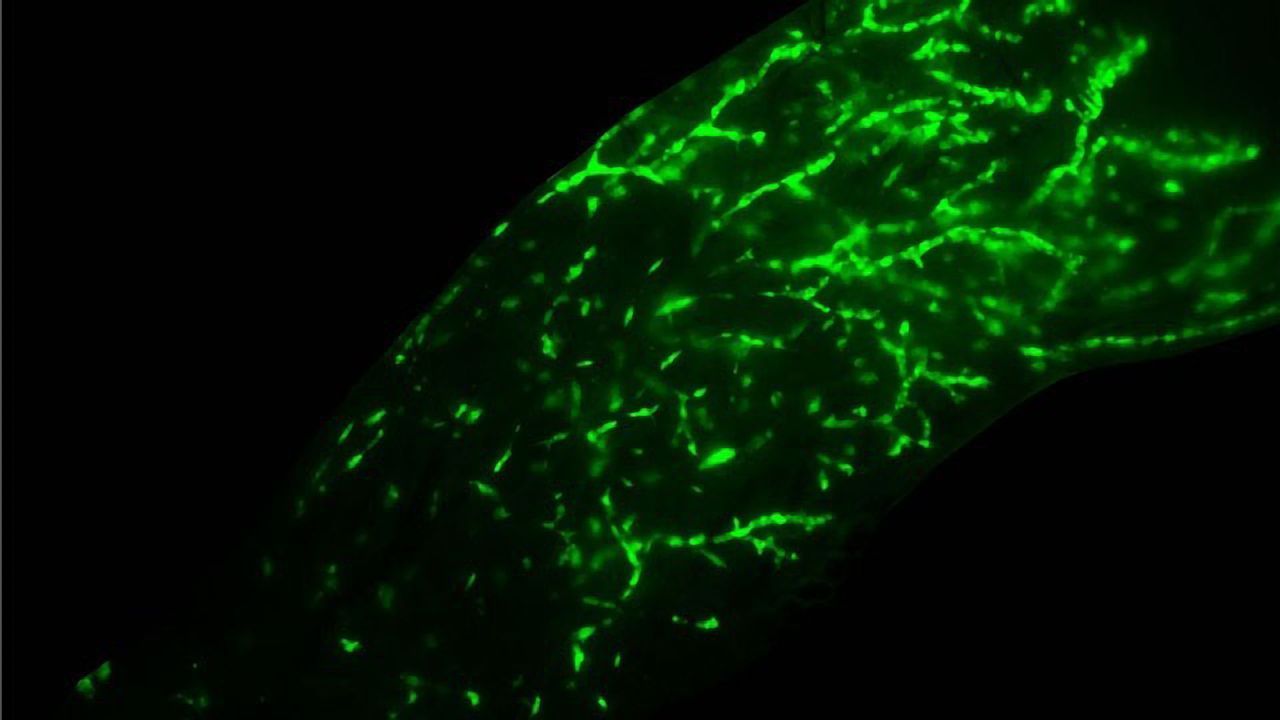 Mammary Gland