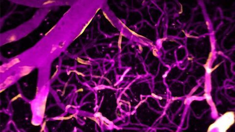 Calcium Shown To Direct Blood Flow in the Brain