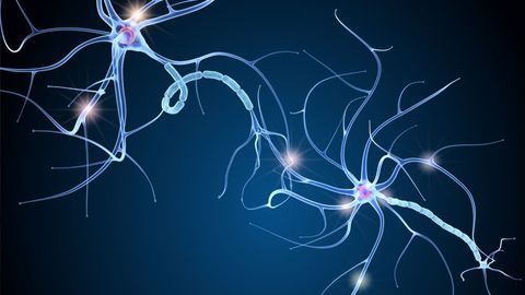 Reversing Age-Related Memory Loss in Mice