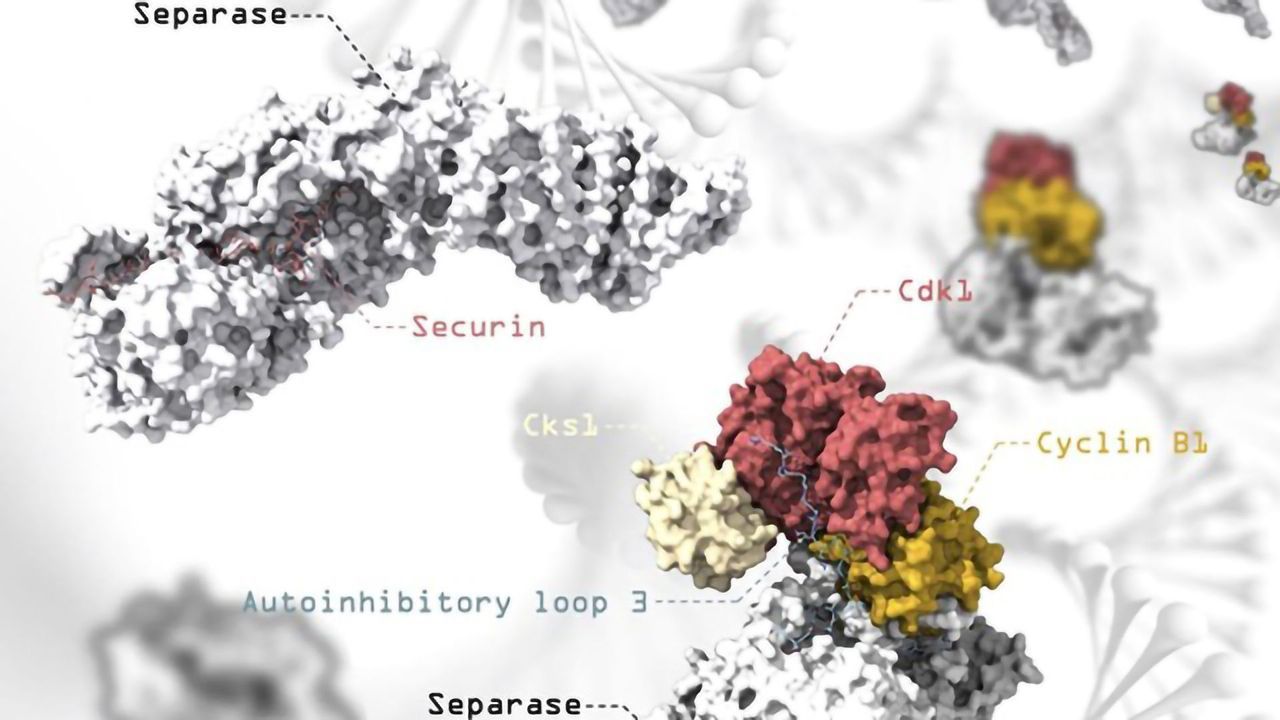 Chromosome Separation in Focus