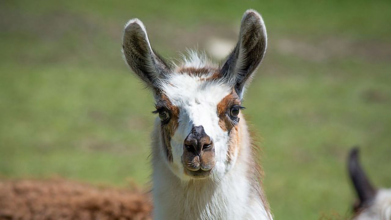 Llama-Derived Nanobody Treatment Could Reduce Deadly Post-Transplant Infection