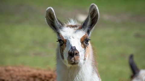 Llama-Derived Nanobody Treatment Could Reduce Deadly Post-Transplant Infection