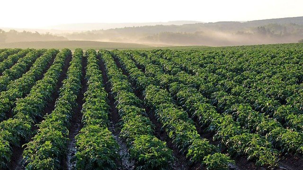 RNA Breakthrough Enables Plants To Yield 50% More Potatoes, Rice